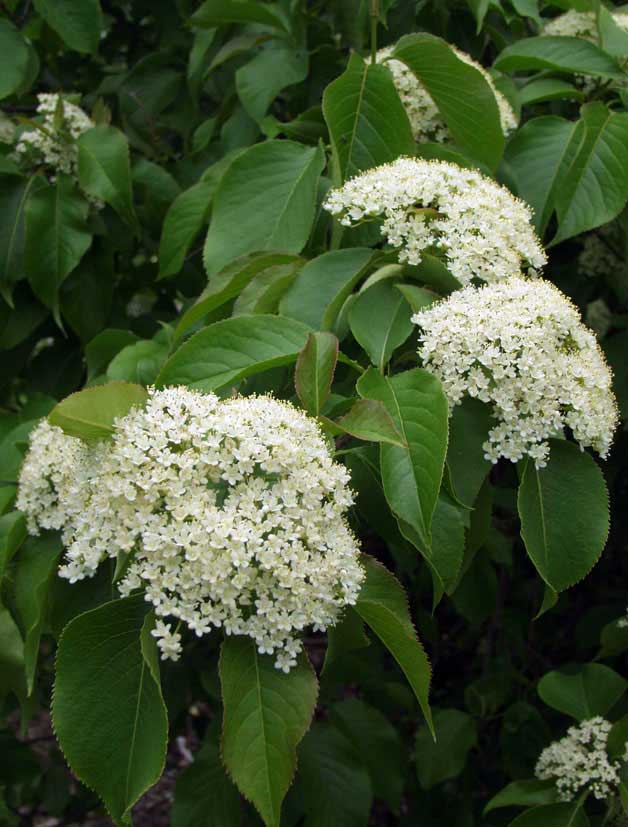 Kiiltoheisi